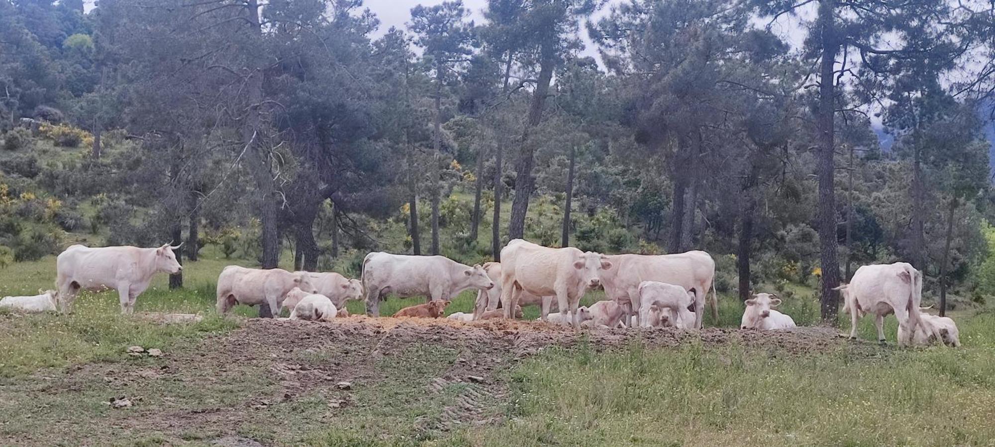 בית הארחה נוולואנגה 	El Rincon De Gredos מראה חיצוני תמונה
